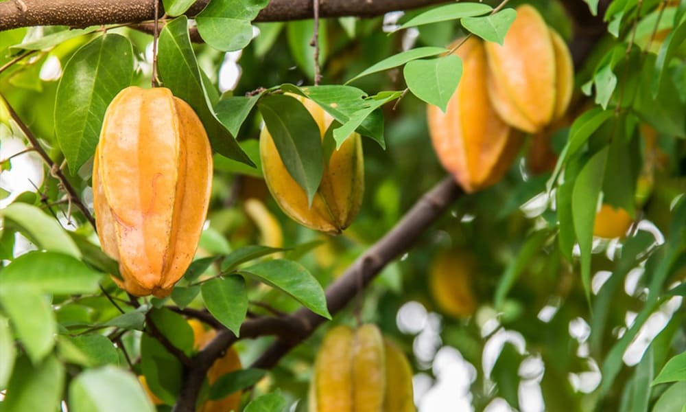 Manfaat Buah Belimbing : Rasa Yang Asam Untuk Kesehatan