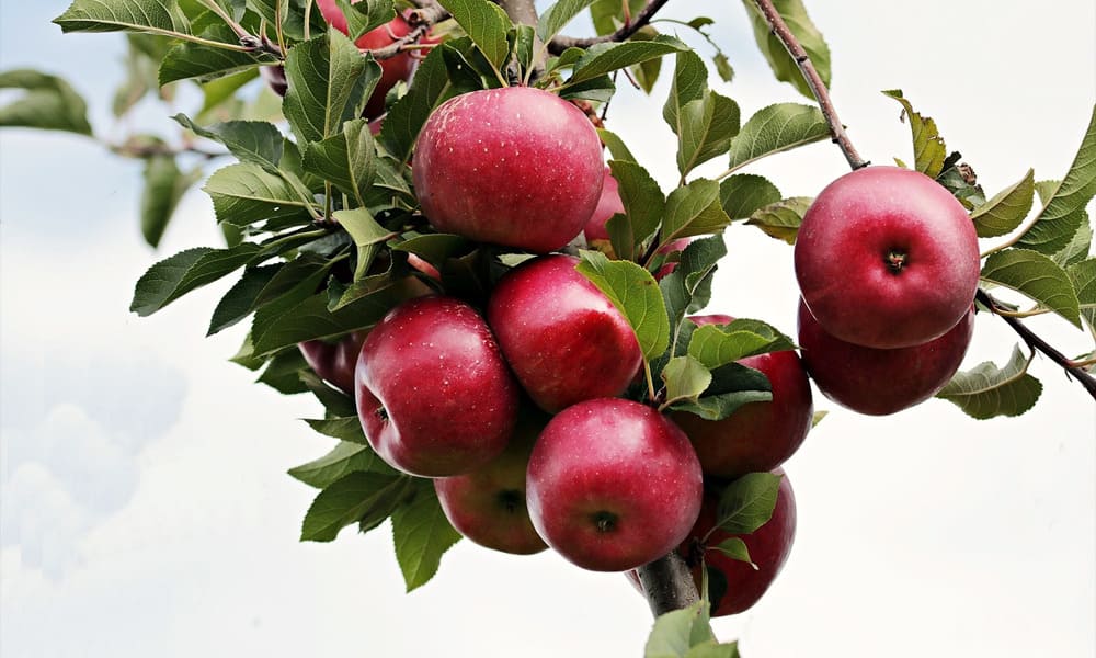 Manfaat Buah Apel : Buah Yang Banyak kandungan Vitamin