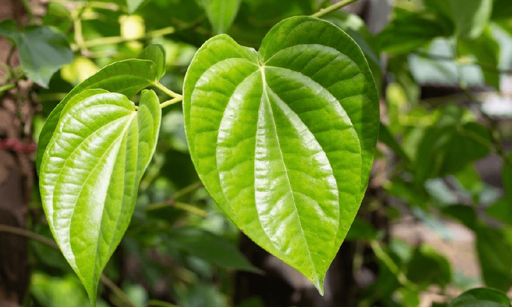 Manfaat Daun Sirih: Warisan Herbal yang Kaya Khasiat untuk Kesehatan